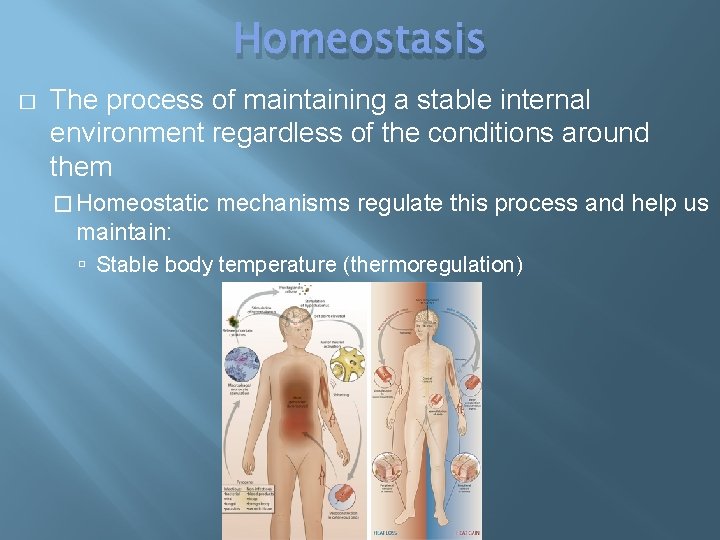Homeostasis � The process of maintaining a stable internal environment regardless of the conditions
