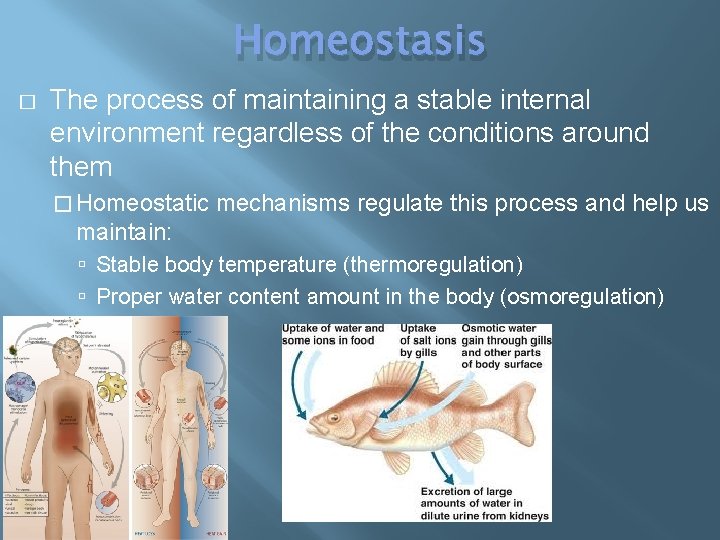 Homeostasis � The process of maintaining a stable internal environment regardless of the conditions