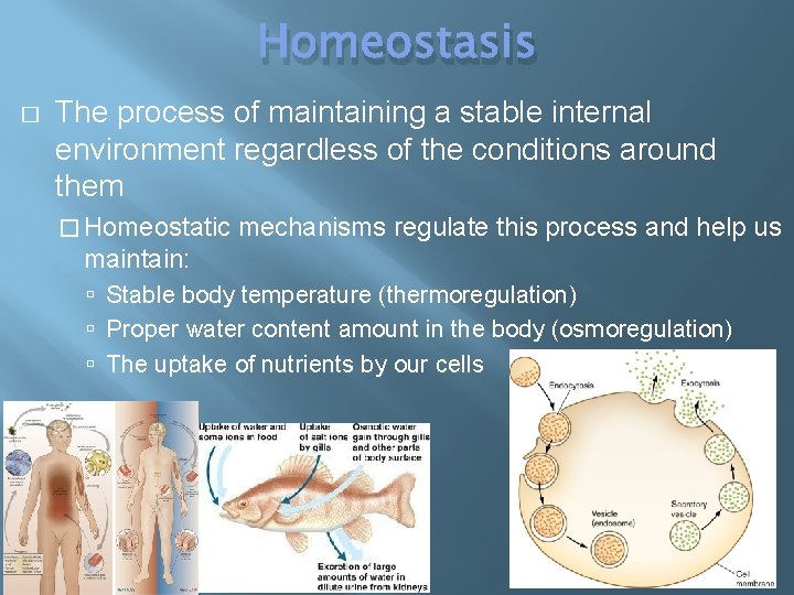 Homeostasis � The process of maintaining a stable internal environment regardless of the conditions