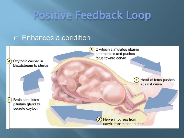Positive Feedback Loop � Enhances a condition 
