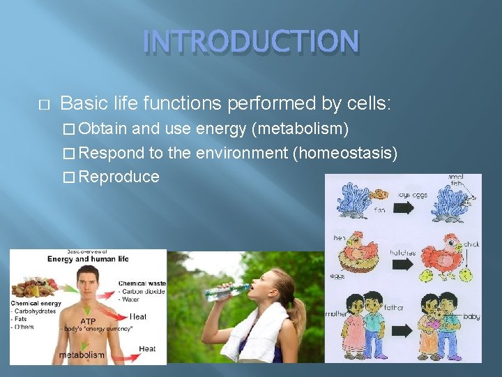 INTRODUCTION � Basic life functions performed by cells: � Obtain and use energy (metabolism)