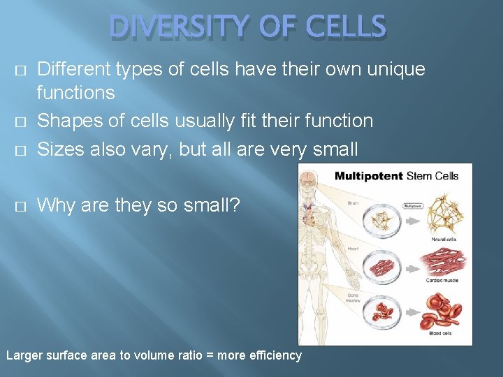 DIVERSITY OF CELLS � Different types of cells have their own unique functions Shapes