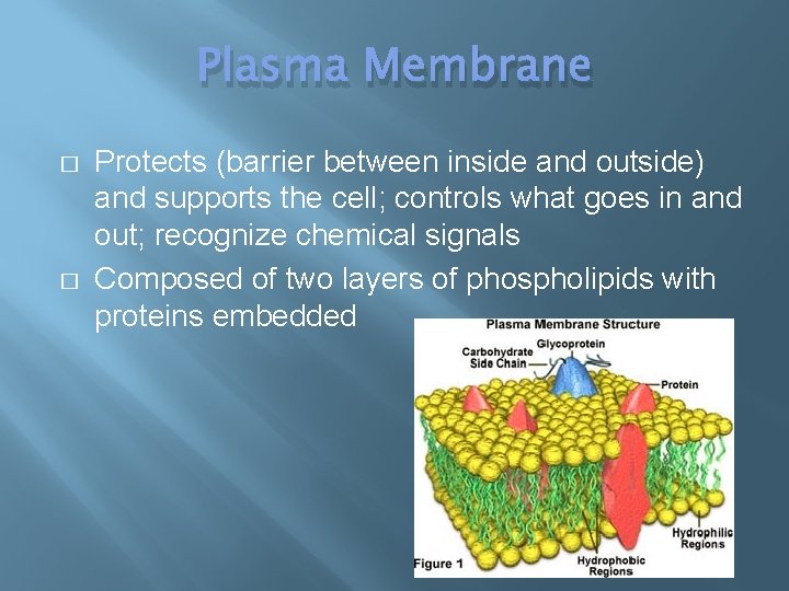 Plasma Membrane � � Protects (barrier between inside and outside) and supports the cell;