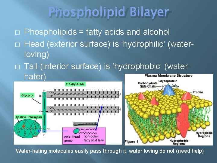 Phospholipid Bilayer � � � Phospholipids = fatty acids and alcohol Head (exterior surface)