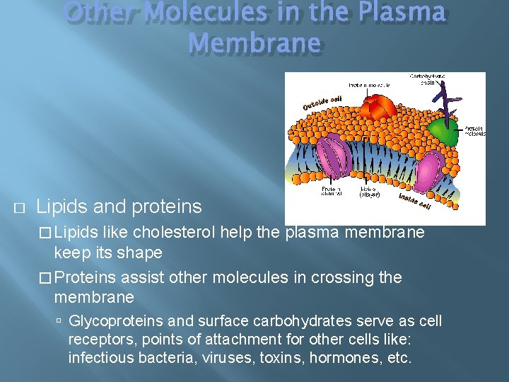 Other Molecules in the Plasma Membrane � Lipids and proteins � Lipids like cholesterol