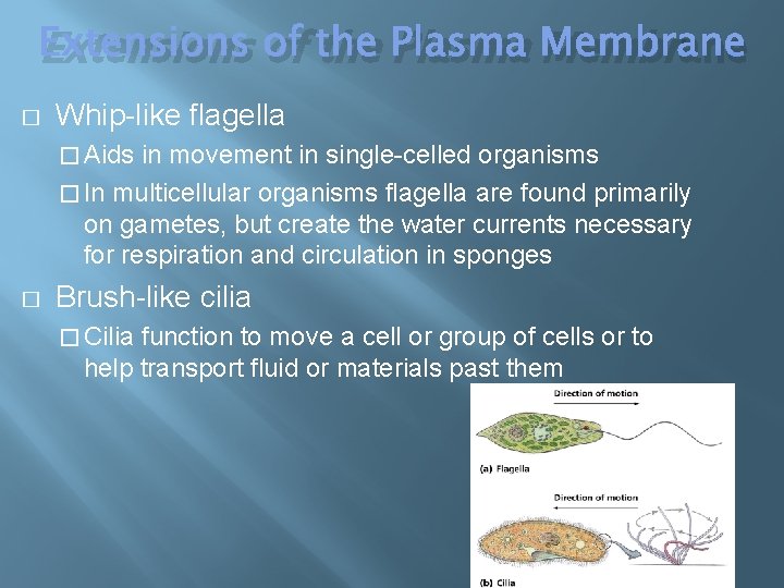Extensions of the Plasma Membrane � Whip-like flagella � Aids in movement in single-celled