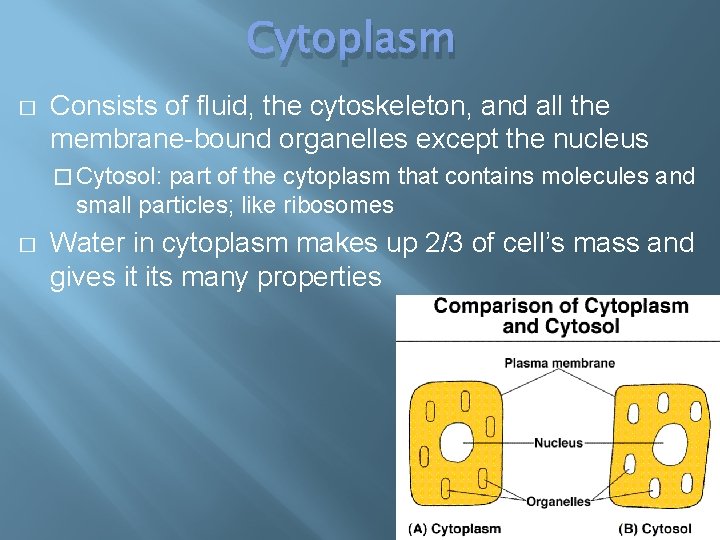 Cytoplasm � Consists of fluid, the cytoskeleton, and all the membrane-bound organelles except the