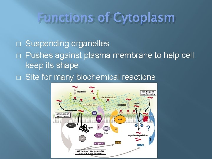 Functions of Cytoplasm � � � Suspending organelles Pushes against plasma membrane to help