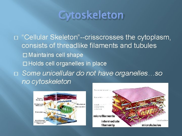 Cytoskeleton � “Cellular Skeleton”--crisscrosses the cytoplasm, consists of threadlike filaments and tubules � Maintains