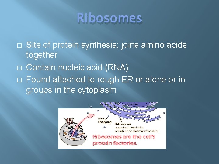 Ribosomes � � � Site of protein synthesis; joins amino acids together Contain nucleic