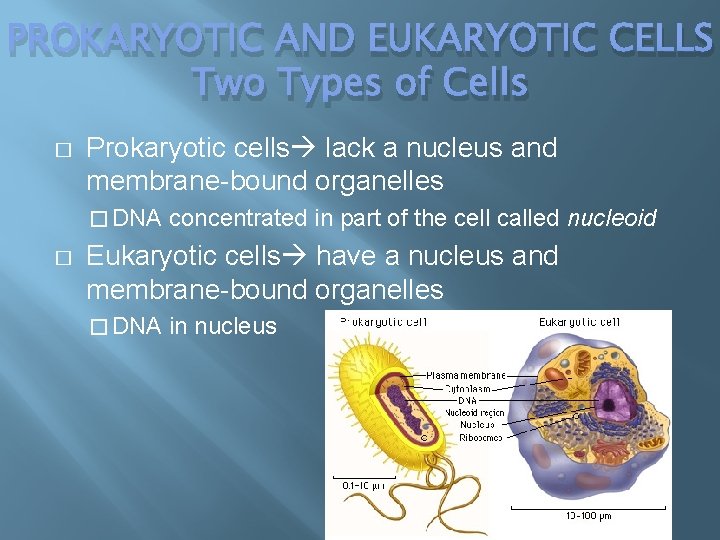 PROKARYOTIC AND EUKARYOTIC CELLS Two Types of Cells � Prokaryotic cells lack a nucleus