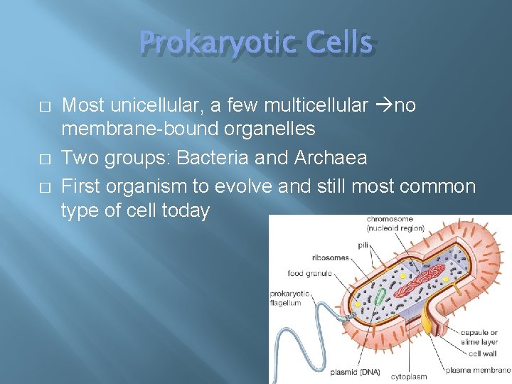 Prokaryotic Cells � � � Most unicellular, a few multicellular no membrane-bound organelles Two