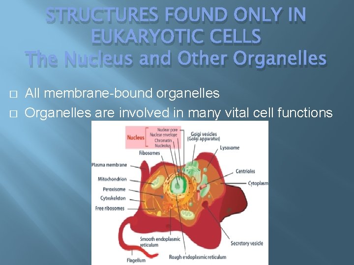 STRUCTURES FOUND ONLY IN EUKARYOTIC CELLS The Nucleus and Other Organelles � � All