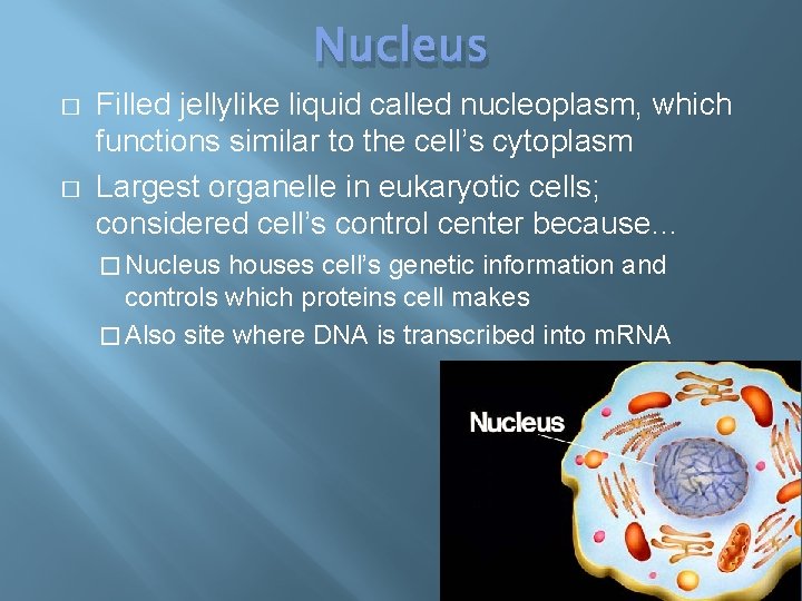 Nucleus � � Filled jellylike liquid called nucleoplasm, which functions similar to the cell’s
