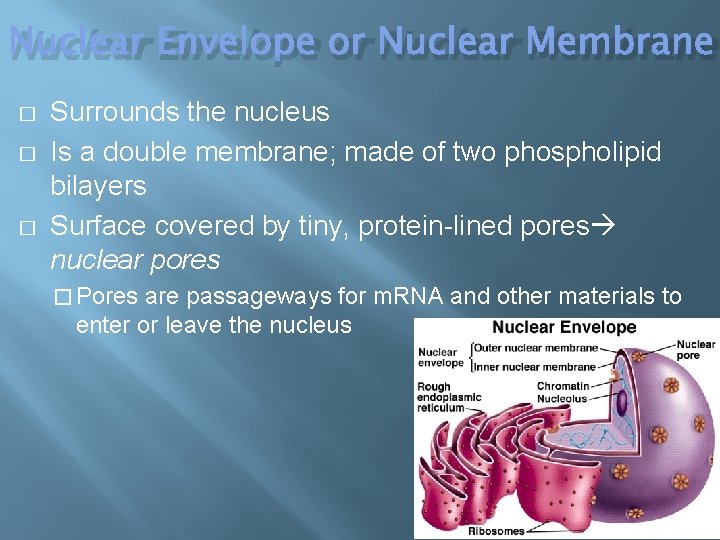 Nuclear Envelope or Nuclear Membrane � � � Surrounds the nucleus Is a double