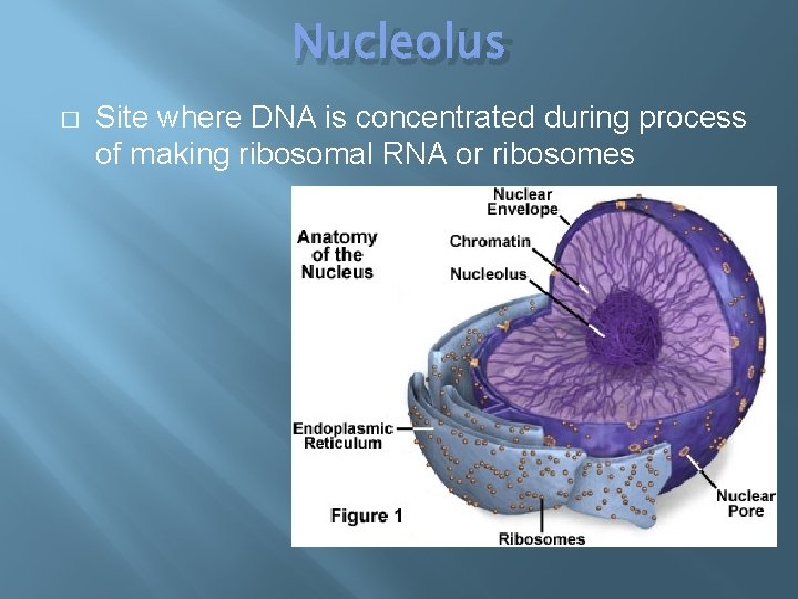 Nucleolus � Site where DNA is concentrated during process of making ribosomal RNA or
