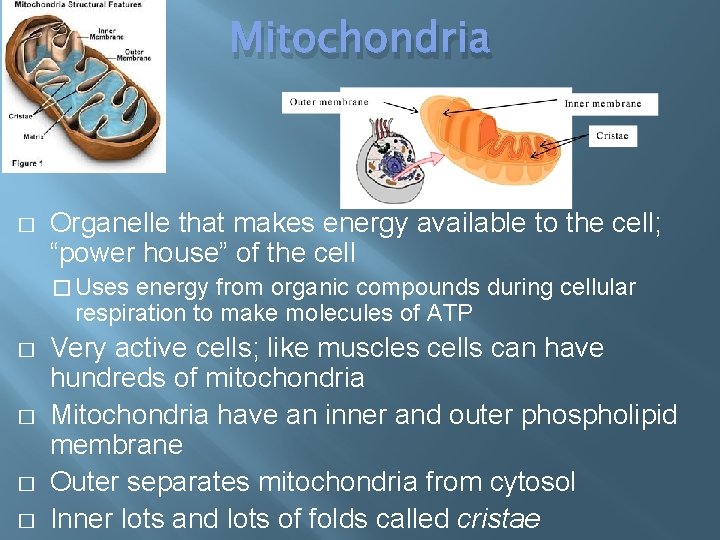 Mitochondria � Organelle that makes energy available to the cell; “power house” of the