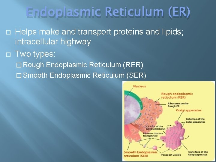 Endoplasmic Reticulum (ER) � � Helps make and transport proteins and lipids; intracellular highway