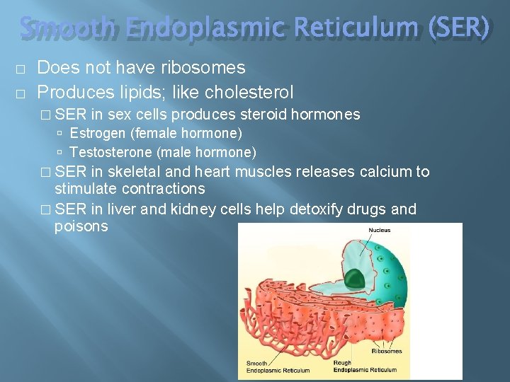 Smooth Endoplasmic Reticulum (SER) � � Does not have ribosomes Produces lipids; like cholesterol