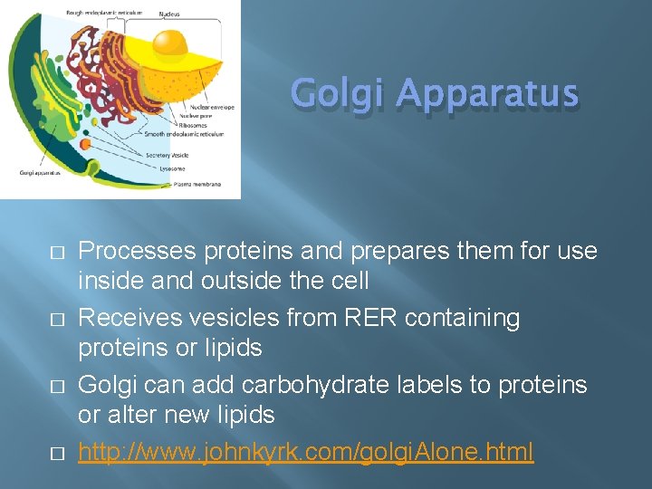 Golgi Apparatus � � Processes proteins and prepares them for use inside and outside