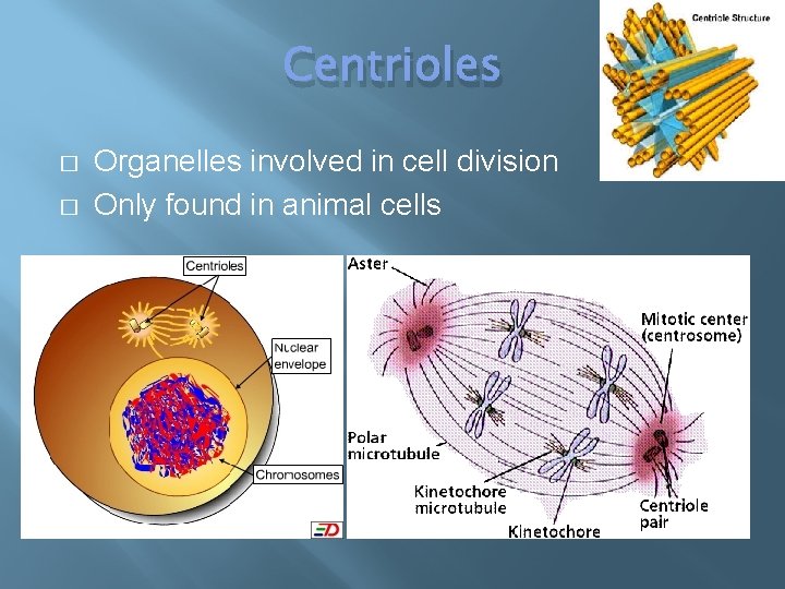 Centrioles � � Organelles involved in cell division Only found in animal cells 