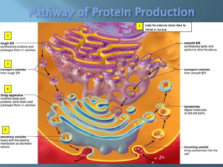 Pathway of Protein Production 1 2 3 4 5 Code for proteins transcribed to