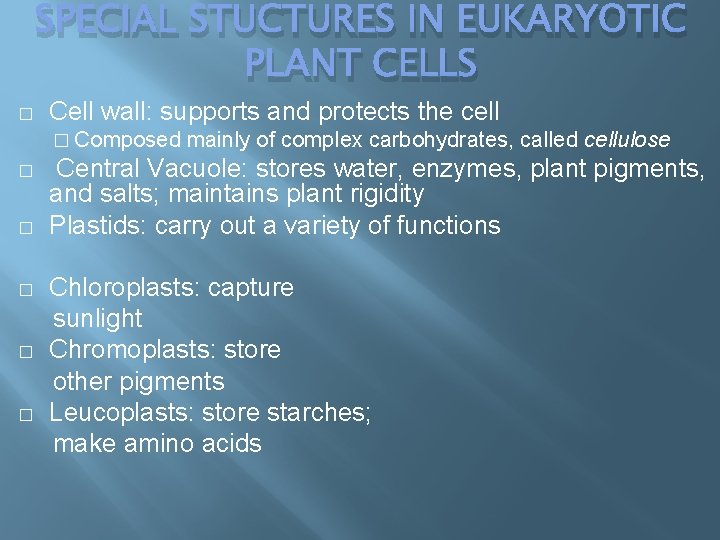 SPECIAL STUCTURES IN EUKARYOTIC PLANT CELLS � Cell wall: supports and protects the cell