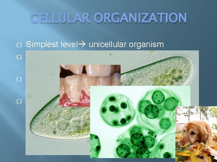 CELLULAR ORGANIZATION � � Simplest level unicellular organism Biofilms thin layer of bacteria that