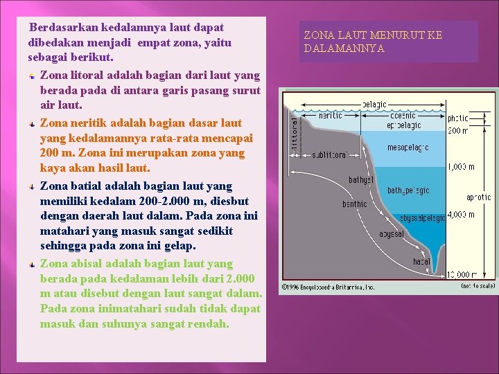 Berdasarkan kedalamnya laut dapat dibedakan menjadi empat zona, yaitu sebagai berikut. Zona litoral adalah