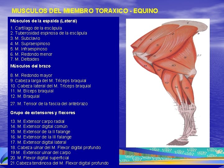 MUSCULOS DEL MIEMBRO TORAXICO - EQUINO Músculos de la espalda (Lateral) 1. Cartílago de