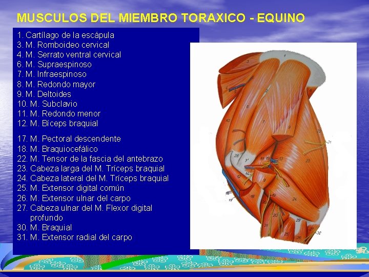 MUSCULOS DEL MIEMBRO TORAXICO - EQUINO 1. Cartílago de la escápula 3. M. Romboideo