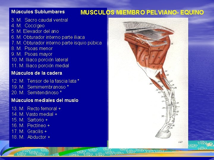 Músculos Sublumbares MUSCULOS MIEMBRO PELVIANO- EQUINO 3. M. Sacro caudal ventral 4. M. Coccígeo