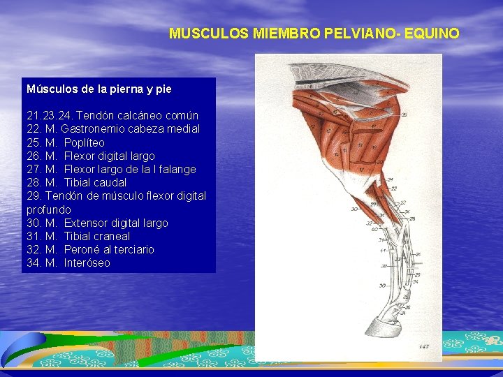 MUSCULOS MIEMBRO PELVIANO- EQUINO Músculos de la pierna y pie 21. 23. 24. Tendón