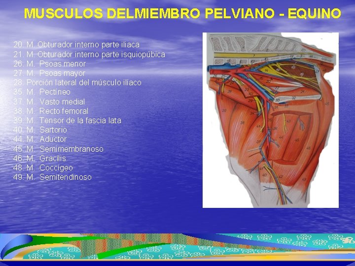 MUSCULOS DELMIEMBRO PELVIANO - EQUINO 20. M. Obturador interno parte iliaca 21. M. Obturador