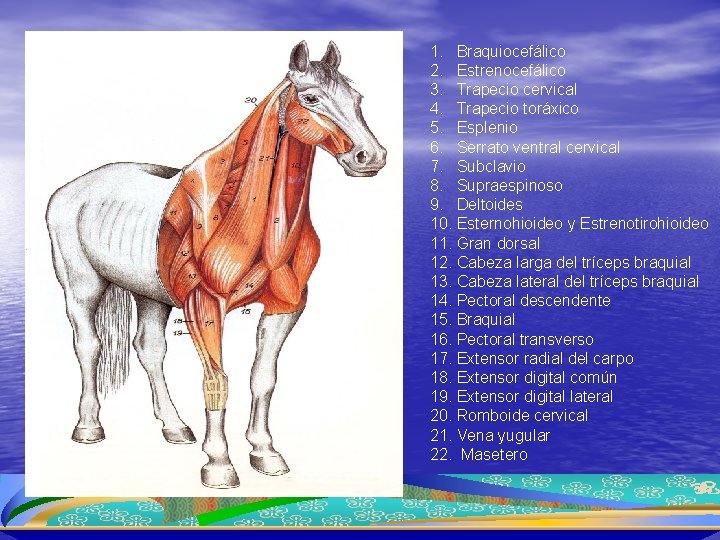 1. Braquiocefálico 2. Estrenocefálico 3. Trapecio cervical 4. Trapecio toráxico 5. Esplenio 6. Serrato