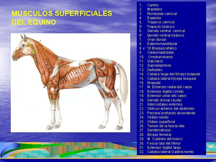 MUSCULOS SUPERFICIALES DEL EQUINO 1. 2. 3. 4. 5. 5’ 6. 6’ 7. 8.