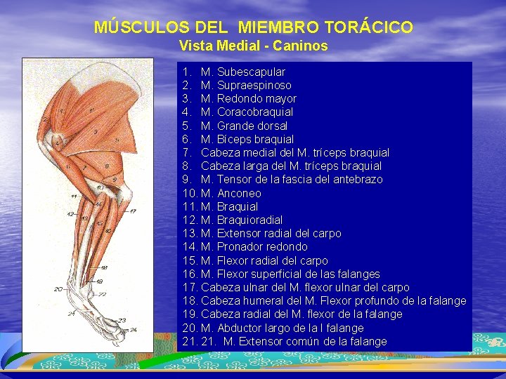 MÚSCULOS DEL MIEMBRO TORÁCICO Vista Medial - Caninos 1. M. Subescapular 2. M. Supraespinoso