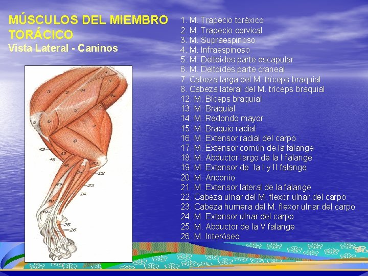 MÚSCULOS DEL MIEMBRO TORÁCICO Vista Lateral - Caninos 1. M. Trapecio toráxico 2. M.