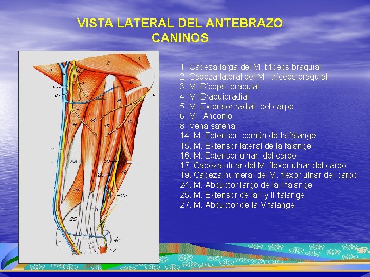 VISTA LATERAL DEL ANTEBRAZO CANINOS 1. Cabeza larga del M. tríceps braquial 2. Cabeza
