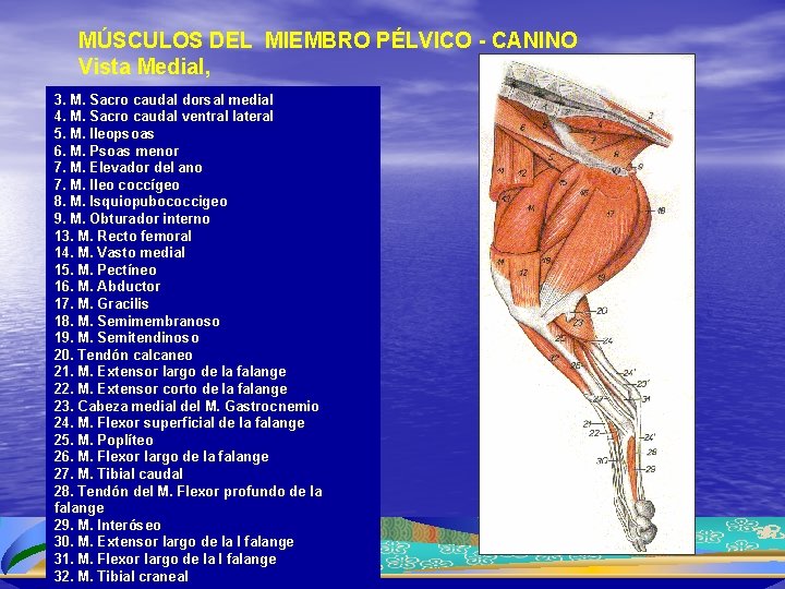 MÚSCULOS DEL MIEMBRO PÉLVICO - CANINO Vista Medial, 3. M. Sacro caudal dorsal medial