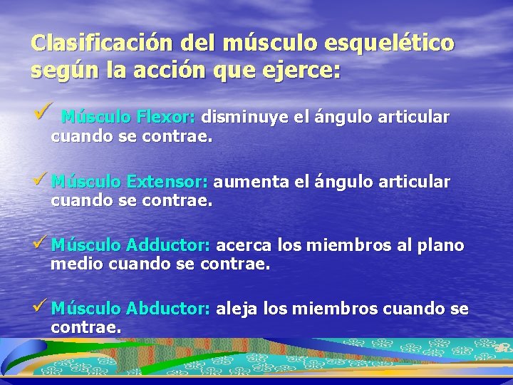 Clasificación del músculo esquelético según la acción que ejerce: ü Músculo Flexor: disminuye el