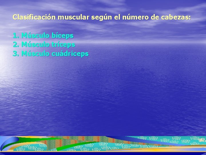Clasificación muscular según el número de cabezas: 1. Músculo bíceps 2. Músculo tríceps 3.