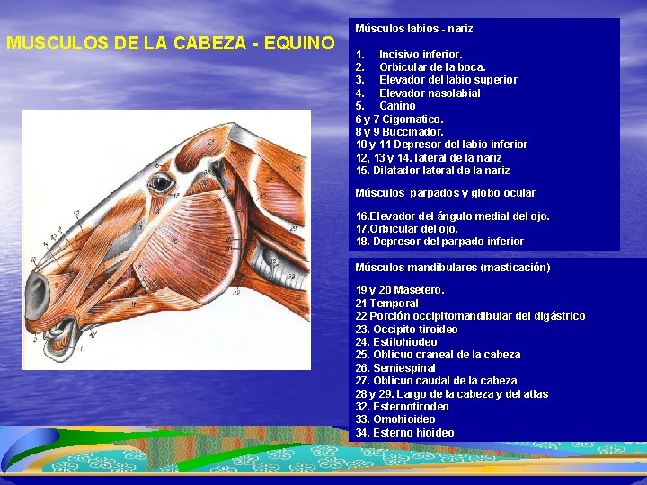 MUSCULOS DE LA CABEZA - EQUINO Capa superficial Músculos labios - nariz 1. Incisivo