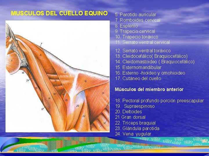 MUSCULOS DEL CUELLO EQUINO Capa superficial 5. Parotido auricular 7. Romboides cervical 8. Esplenio