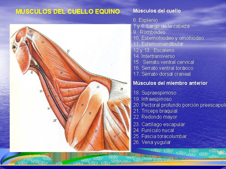 MUSCULOS DEL CUELLO EQUINO Segunda capa Músculos del cuello 6. Esplenio 7 y 8.