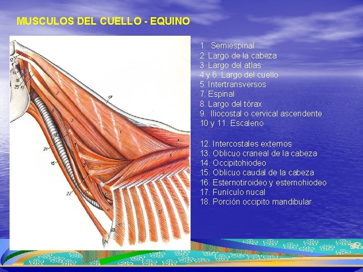 MUSCULOS DEL CUELLO - EQUINO Segunda capa 1. Semiespinal 2. Largo de la cabeza