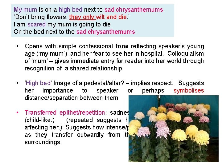 My mum is on a high bed next to sad chrysanthemums. ‘Don’t bring flowers,
