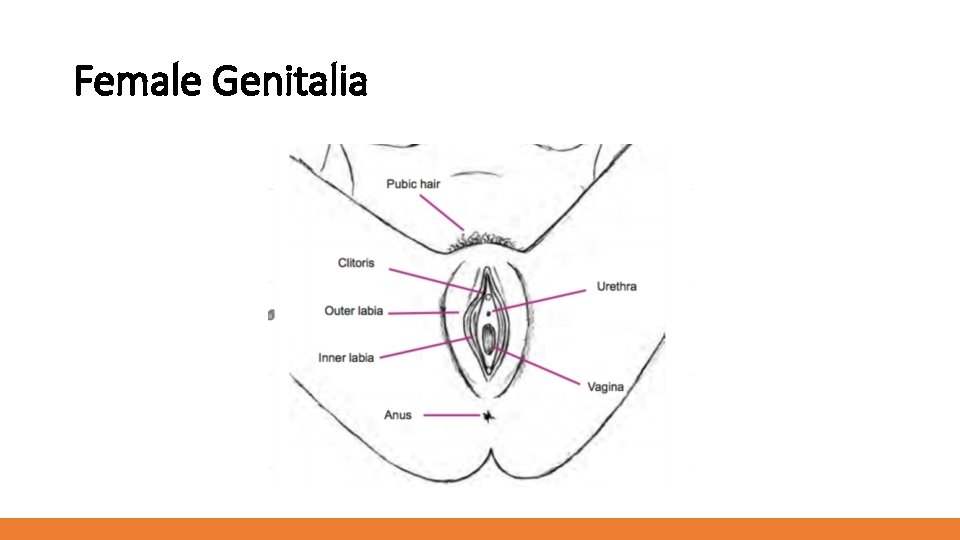 Female Genitalia 