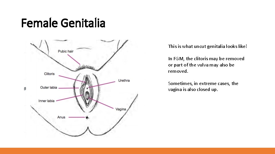 Female Genitalia This is what uncut genitalia looks like! In FGM, the clitoris may