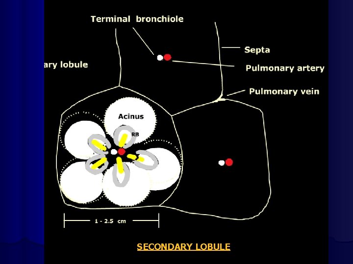 SECONDARY LOBULE 